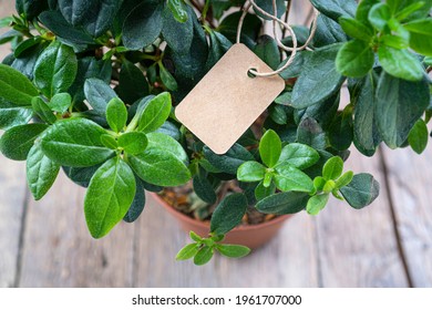 Handmade paper price tag or blank tag for your label lying on the azalea leaves.