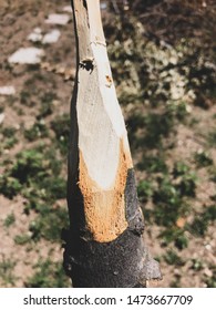 Handmade Rustic Wooden Spear In Nature