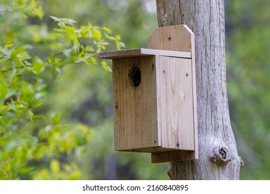 Handmade songbird nesting box attached to dead tree during spring. Selective focus, background blur and foreground blur  
