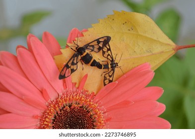 Handmaiden moth,syntomoides imaon,tiger moth is a subfamily Arctiinar,subtribe Ctenuchina. Order Lepidoptera, family Erebidae.The frons and collar are yellow with the metathorax having a yellow streak