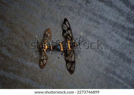 Handmaiden moth,syntomoides imaon,tiger moth is a subfamily Arctiinar,subtribe Ctenuchina. Order Lepidoptera, family Erebidae.The frons and collar are yellow with the metathorax having a yellow streak
