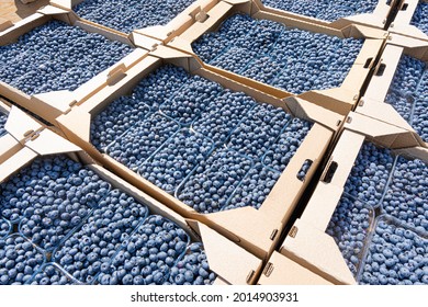 Handpicked blueberries in cardboard boxes ready for shipment from the field