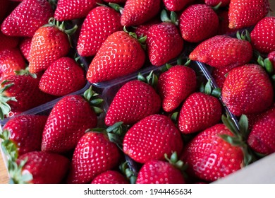 Handpicked fresh Greek  fruit. Full frame. Extra big size strawberry in a box of perfect strawberries.