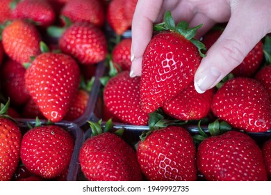 Handpicked fresh Greek  fruit. Full frame. Extra big size strawberry in a box of perfect strawberries. Female hand holding a large berry.