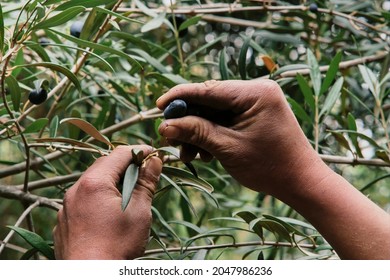 Hand-picked Olives In Chile Punta De Choros