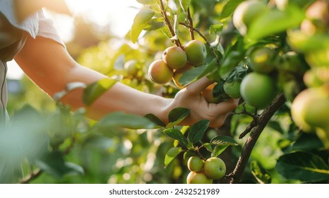 Handpicking Apples in Sunny Orchard, Close-up of hands carefully harvesting ripe apples
