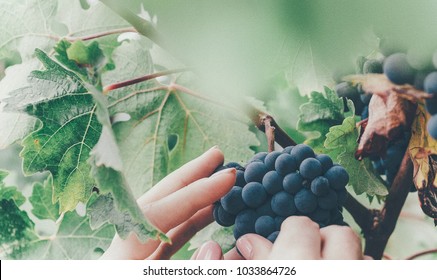 89,760 Grapes in hand Images, Stock Photos & Vectors | Shutterstock