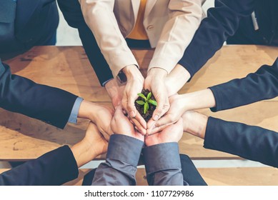 Hands Adult Business Team Work Partnership Harmony Cupping Young Plant And Seeding Nurture Grow Environmental And Reduce Global Warming Help Earth, Top View.  Ecology Agriculture Concept