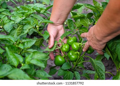 Hands of adult woman is holding a green pepper (paprika) on the garden background. The concept of growing vegetables. - Shutterstock ID 1131857792