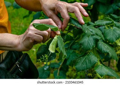 Hands of a aged woman picking healing linden flowers. Plucking beautiful linden flowers on a bright spring day.