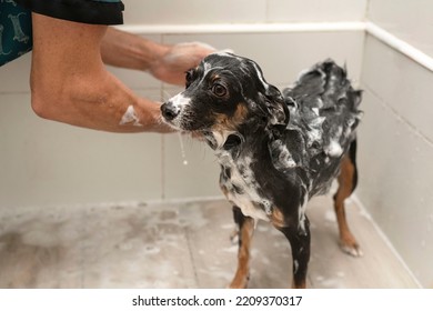 Hands Of An Animal Groomer Washing A Dog In The Bathtub With Foam And Soap Bubbles