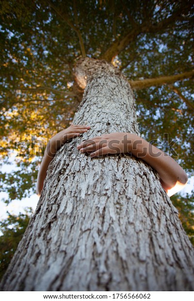 Hands and arms wrapped around tree trunk below
looking up at canopy