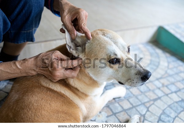 Hands of asian woman is checking for fleas and\
ticks in the dog,looks at tick in dog’s ear\
canal,examination,cleanliness,prevention of SFTS virus or\
infectious disease from ticks spreading to\
people