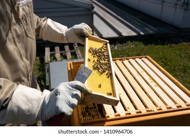 Hands Of Beekeeper In Protective Gloves Holding A Honeycomb Frame With Bees On Rooftop. Apiculture. Urban Beekeeping.