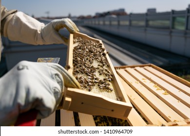 Hands Of Beekeeper In Protective Gloves Holding A Honeycomb Frame With Bees On Rooftop. Apiculture. Urban Beekeeping.