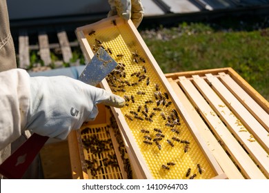 Hands Of Beekeeper In Protective Gloves Pointing At Honeycomb Frame With Bees On Rooftop. Apiculture. Urban Beekeeping.