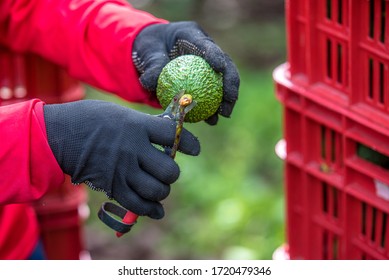 Hands With Black Gloves Cutting Peduncle Hass Avocado Fruit