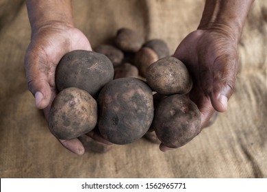 Hands of black man farmer showing different sizes of dirty potatoes and jute mat in the background - Powered by Shutterstock