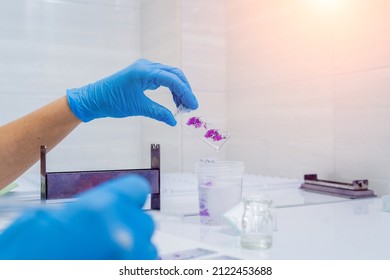 Hands In Blue Glove Holding Glass Histology Slides