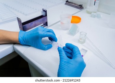 Hands In Blue Glove Holding Glass Histology Slides