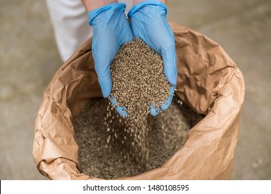 Hands With Blue Latex Gloves Taking Seeds Of CBD Hemp From Sack In Factory Forming Heart. Medicinal And Recreational Marijuana Plants Cultivation.