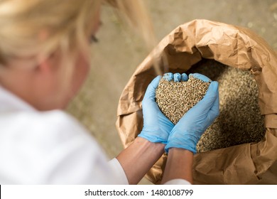 Hands with blue latex gloves taking seeds of CBD hemp from sack in factory forming heart. Medicinal and recreational marijuana plants cultivation.