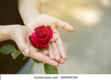 Girl Holding A Rose Stock Photos Images Photography