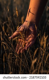 Hands Brush Long Grass, Close Up. 