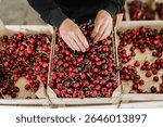 Hands carefully sort and place freshly harvested cherries into wooden crates at a packing facility. Bright red fruits fill the workspace, highlighting the busy harvest season.