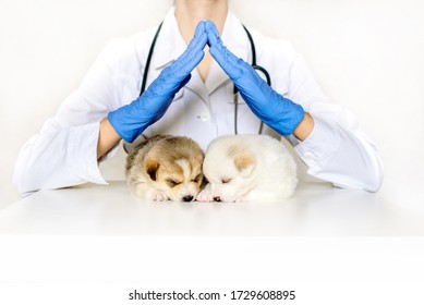 Hands Caress Red Border Dog.Protection And Care For Your Pet. Vet Examination In The Clinic. House, Roof Over A Newborn Puppy. Women Hands Take Care Of The Baby