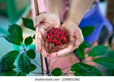 The Hands Caring The Seeds Of Ngoc Linh Ginseng. This Is A Precious Ginseng Variety Of Vietnam, The Content Of Saponin Is More Than Twice That Of Korean Ginseng