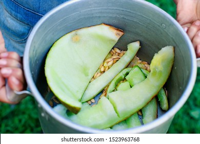 Child’s Hands Carrying Bin With Melon Seeds And Scraps. Child Throwing Kitchen Waste In The Garden As An Organic Fertilizer. Idea Of Composing And Recycling Food Waste. Compost    