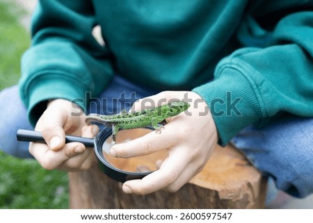 Hands child, green lizard and magnifying glass for detailed study of flora and fauna. world of reptiles. interesting summer holidays and childhood