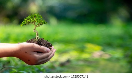 Hands child holding tree keep environment on the back soil in the nature park of growth of plant for reduce global warming, green nature background. Ecology and environment concept.