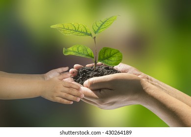 Family Holding Soil Green Plant Hands Stock Photo (Edit Now) 1132448270