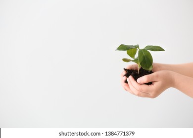 Hands of child with young plant on light background - Powered by Shutterstock