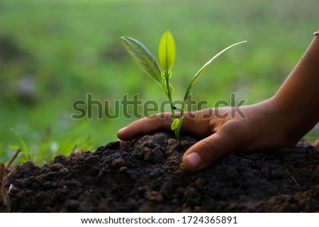Hands of children are planting trees on the ground.