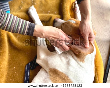Hands to clean the dog's ears