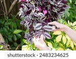 Hands clipping a plant for propagation with scissors. Wandering Jew plant propagation. Wondering dude plant. Purple Inch houseplant