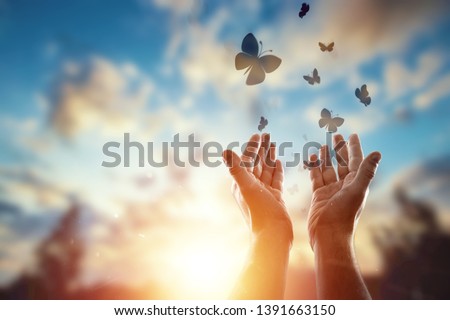 Hands close up on the background of a beautiful sunset, a flock of butterflies flies, enjoying nature. The concept of hope, faith, religion, a symbol of hope and freedom.