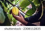 The hands of a cocoa farmer use pruning shears to cut the cocoa pods or fruit ripe yellow cacao from the cacao tree. Harvest the agricultural cocoa business produces.