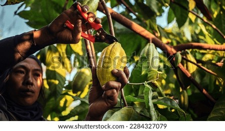 The hands of a cocoa farmer use pruning shears to cut the cocoa pods or fruit ripe yellow cacao from the cacao tree. Harvest the agricultural cocoa business produces.