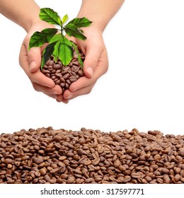 Hands With Coffee Beans And Coffee Plant, Isolated