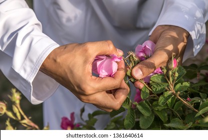 Hands Collecting Rose Petals For Rose Water Making In Oman