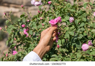 Hands Collecting Rose Petals For Rose Water Making In Oman