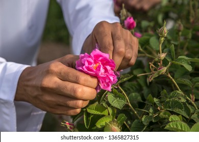 Hands Collecting Rose Petals For Rose Water Making In Oman