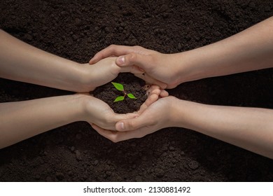 Hands Of A Couple With A Green Sprout In The Soil, Plant A Tree Together, Save Nature, Earth Day Background, New Life Concept