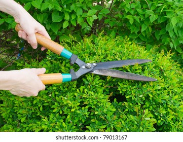 Hands are cut bush clippers - Powered by Shutterstock