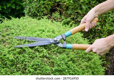 bush clippers