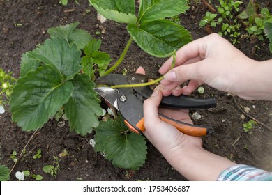 Hands Cut Strawberry Runners With Hand Pruner . Care For Strawberries. Work In The Garden Concept